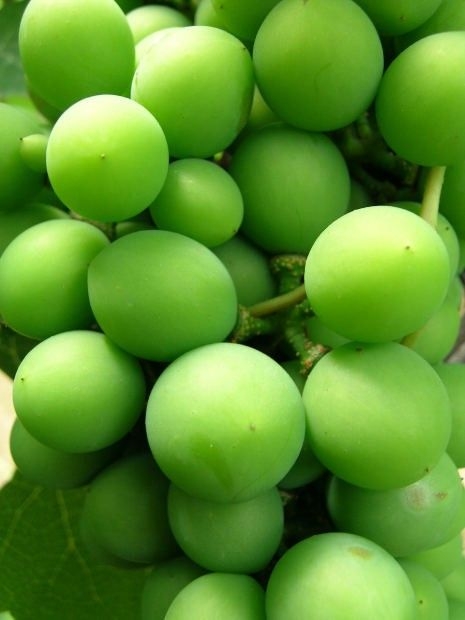 5e8b22e4eb64a29d756e2667d0527f1c.jpg 方案配图,色彩意境,绿色,