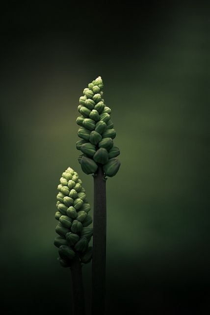 9c80e9500c7a9bb53bce61cd1c89d3dd.jpg 方案配图,色彩意境,绿色,