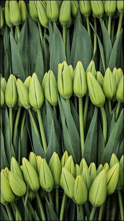 57c0fbbbf5e1bbfd3afaba430a0b3c6b.jpg 方案配图,色彩意境,绿色,