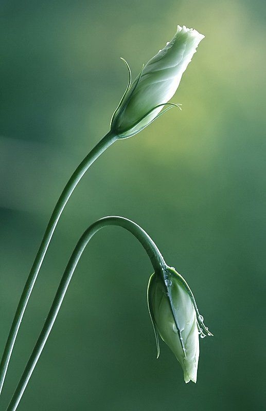 78d4537d55d64403cb0f074c78b6c973.jpg 方案配图,色彩意境,绿色,