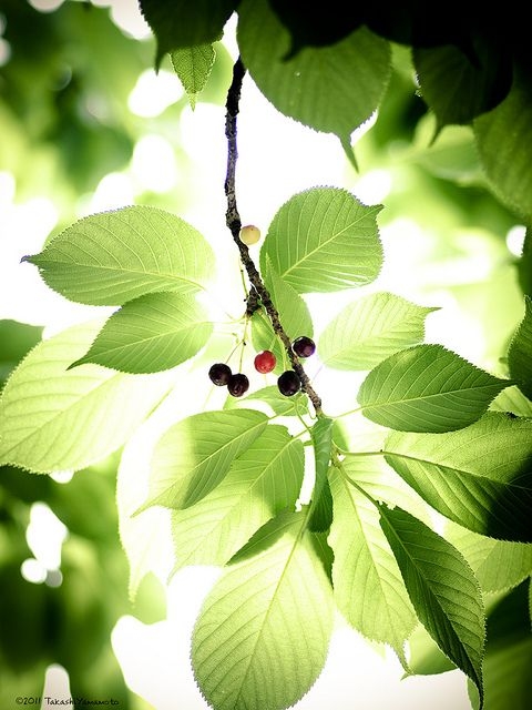 91e38ad860c1cdaa1a8443dc842996aa.jpg 方案配图,色彩意境,绿色,