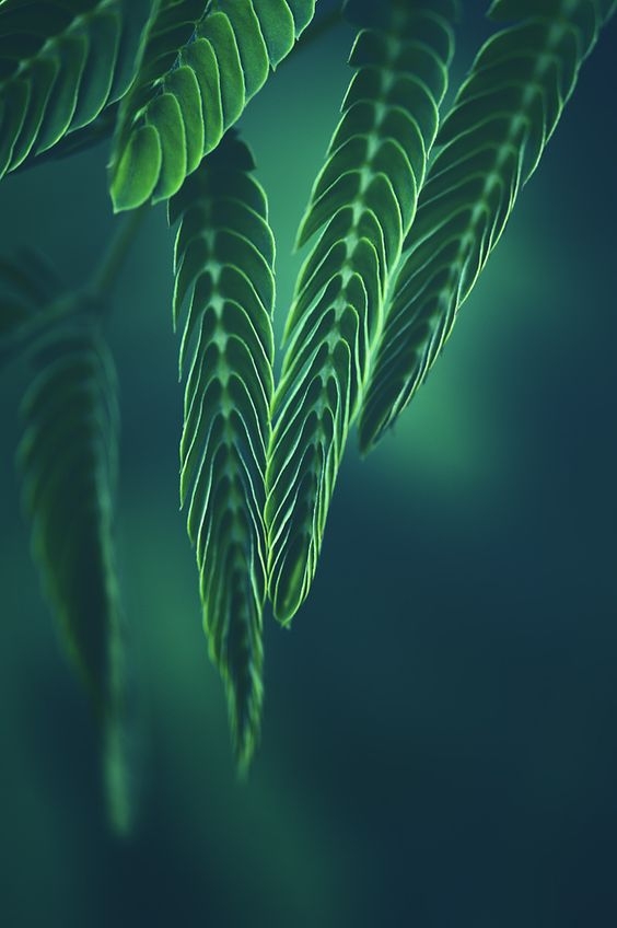 66437de9e02621d650533921e19dc397.jpg 方案配图,色彩意境,绿色,