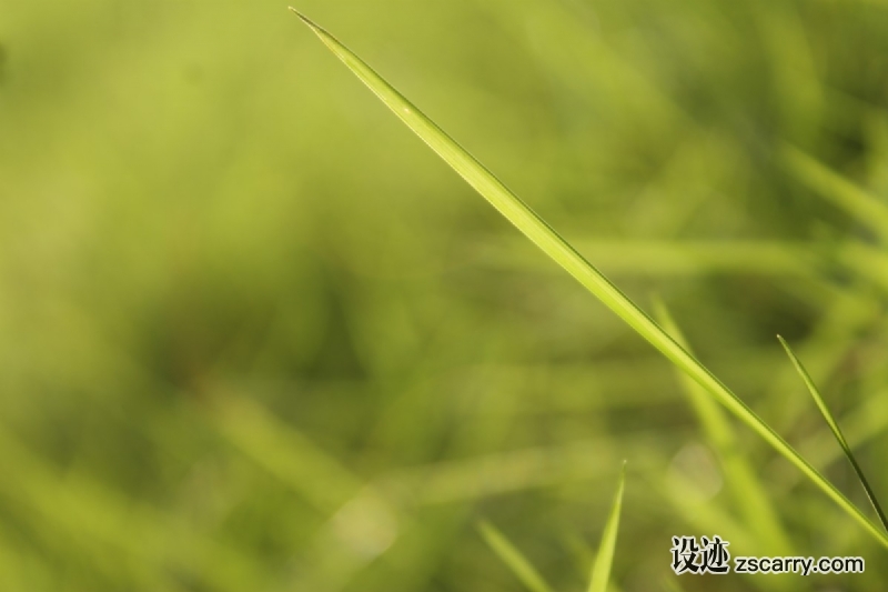 79816e272e00c8323a9852ffb942-1417046.jpg 方案配图,色彩意境,绿色,