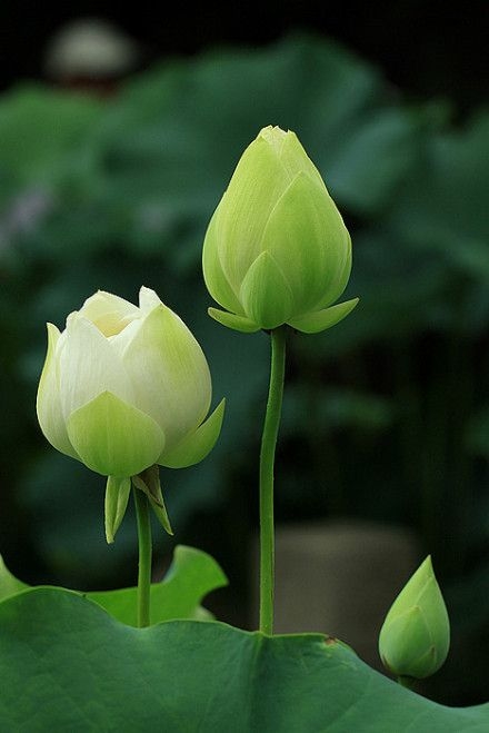 a965ce664e214a6bc6deaa00e9bfc9af.jpg 方案配图,色彩意境,绿色,
