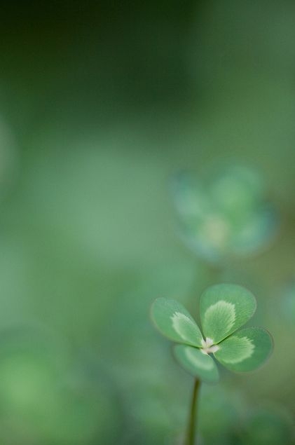 aba4daa41bd6d2f6e100c32f7610e446.jpg 方案配图,色彩意境,绿色,