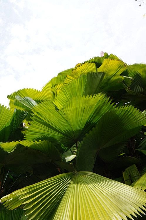 ac36c58b47c508c057ed000d5ab7795d.jpg 方案配图,色彩意境,绿色,
