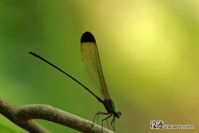 ae5f22e58a9426123696627002b7-1419111.jpg 方案配图,色彩意境,绿色,