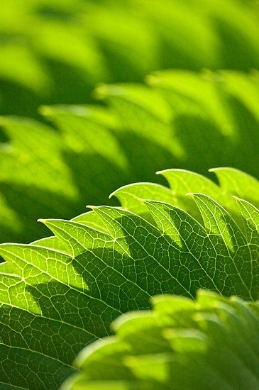 b7cc9a706fc33a4c0196408615e4eed5.jpg 方案配图,色彩意境,绿色,