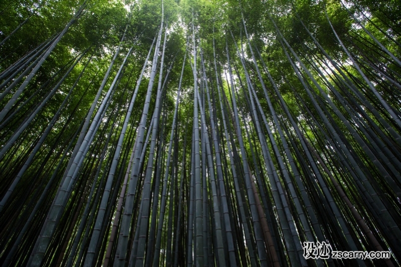 bamboo_forest_tree_landscape_vegetation-7726.jpg 方案配图,色彩意境,绿色,