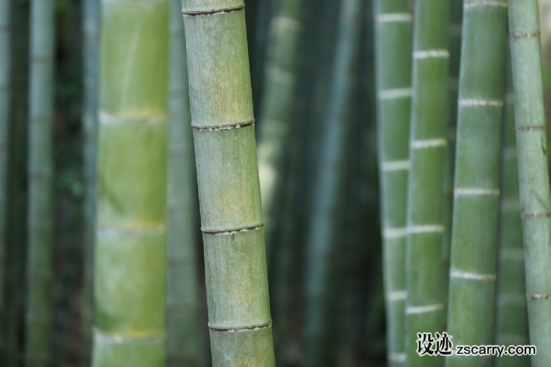 bamboo_plant-108294.jpg 方案配图,色彩意境,绿色,