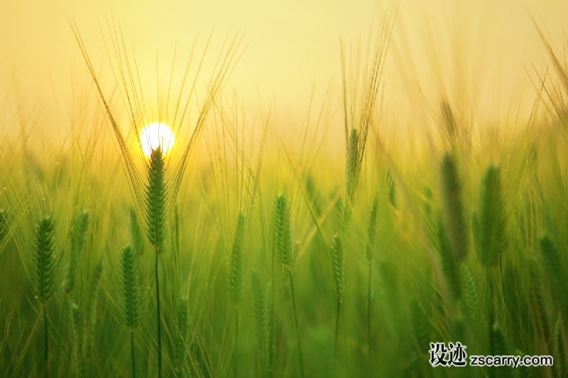 barley_field_sunrise_morning_solar_cloud_landscape_sea_sky-488508.jpg 方案配图,色彩意境,绿色,