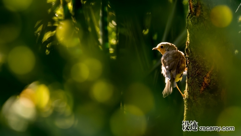 bird_tree_green_sun_sunny_backlight_outdoor_bokeh-239571.jpg 方案配图,色彩意境,绿色,