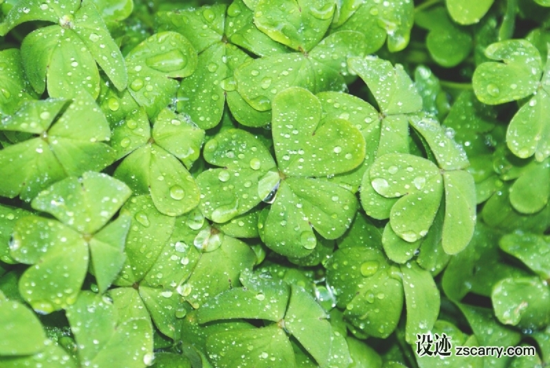 clovers_green_wet_shamrock_leaves_nature_spring_plant-1232534.jpg 方案配图,色彩意境,绿色,