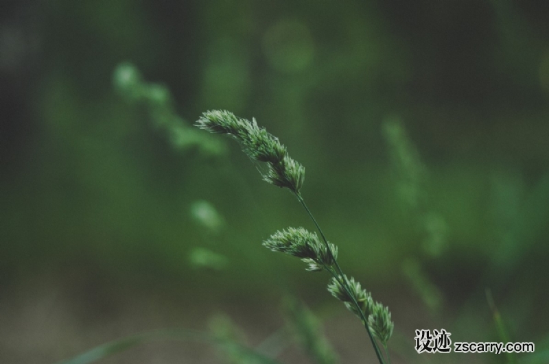 d844157623843502e179f9bd7ed4-1423009.jpg 方案配图,色彩意境,绿色,