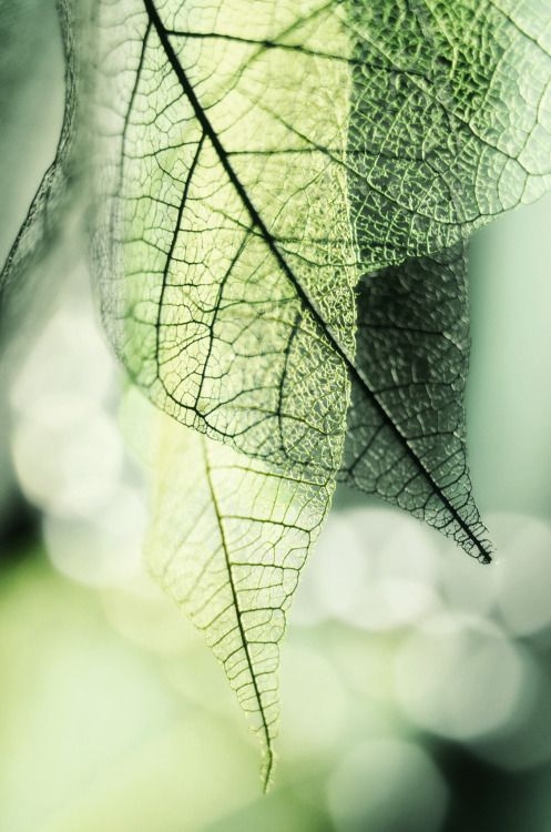 e47c8d6357474af1f41b524e48834f49.jpg 方案配图,色彩意境,绿色,