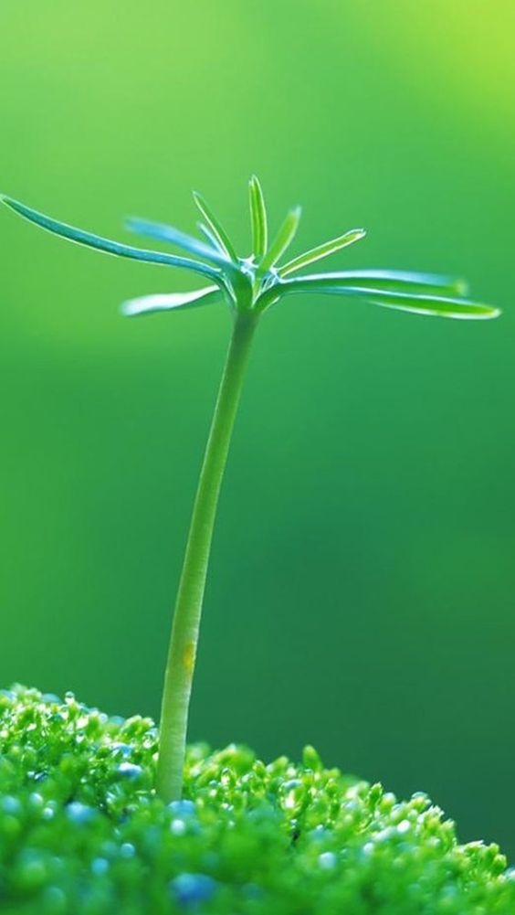 e77155fcd748abcd1422824f675cb9ef.jpg 方案配图,色彩意境,绿色,