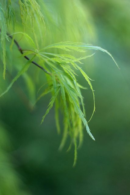 ee2b3e5162364e2633b94fbfd2bd0216.jpg 方案配图,色彩意境,绿色,