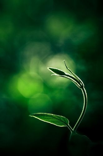 f5d0cd890d88824a9734569b36b51cf4.jpg 方案配图,色彩意境,绿色,