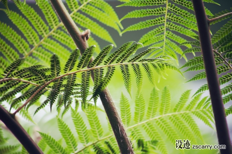 fern_brake_plant_green_forest_leaf_flora_bright-712304.jpg 方案配图,色彩意境,绿色,