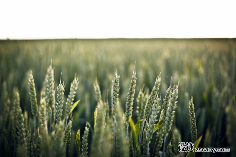 field_countryside_nature_grass_stem-84.jpg 方案配图,色彩意境,绿色,