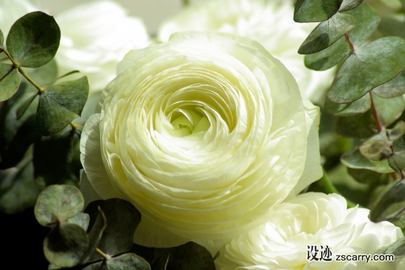 flowers_buttercups_flowering_petals-886226.jpg 方案配图,色彩意境,绿色,
