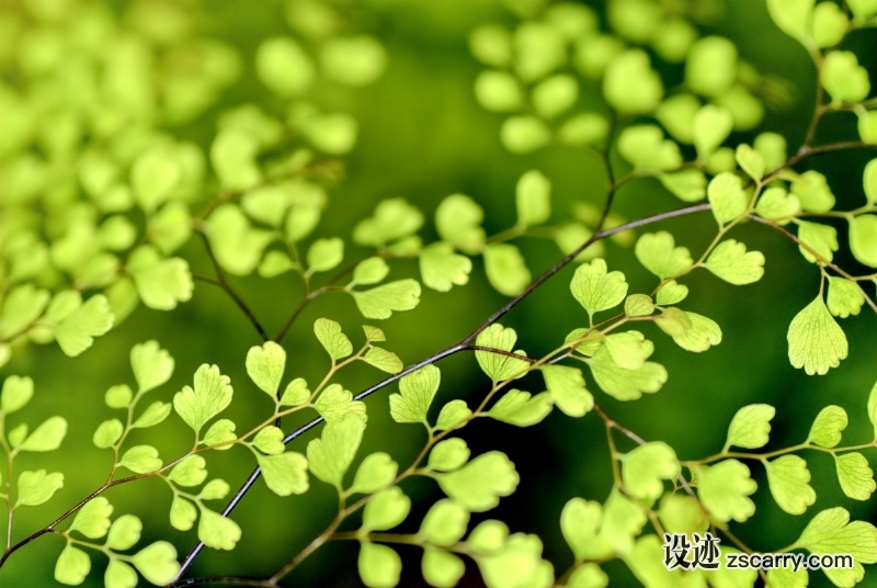 flowers_nature_plant_spring_plants_beauty-677054.jpg 方案配图,色彩意境,绿色,