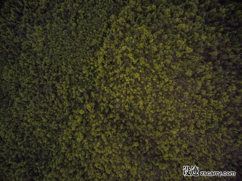 forest_aerial-10863.jpg 方案配图,色彩意境,绿色,