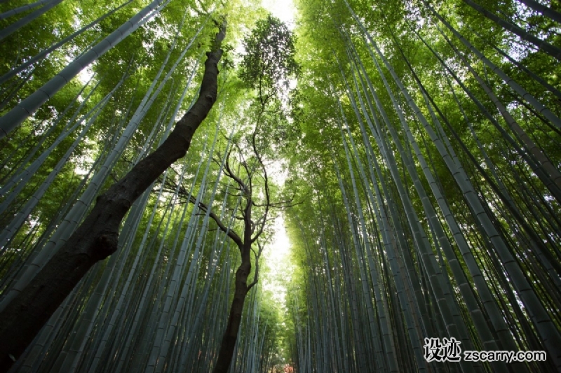 forest_bamboo_canopy_trunk_tree-101135.jpg 方案配图,色彩意境,绿色,