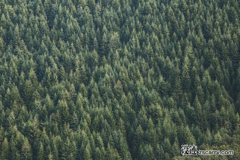 forest_tree_wood_pine_pine_tree-179161.jpg 方案配图,色彩意境,绿色,
