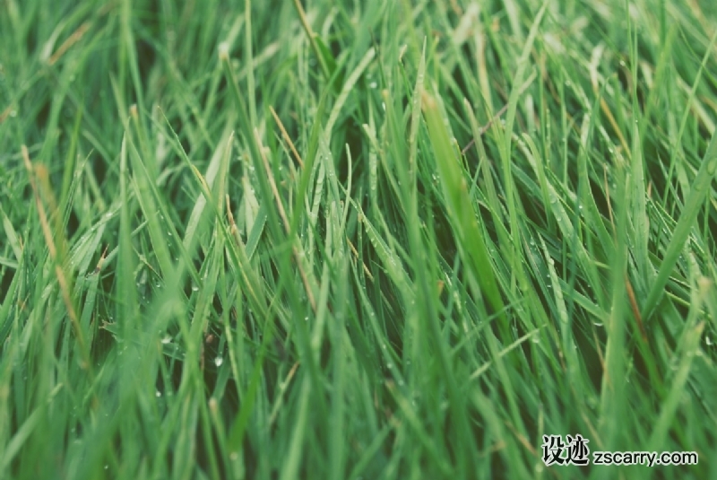 grass_green-387.jpg 方案配图,色彩意境,绿色,