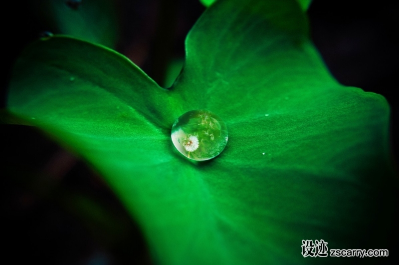 leaf_droplet_dew_drop_raindrop-1212.jpg 方案配图,色彩意境,绿色,