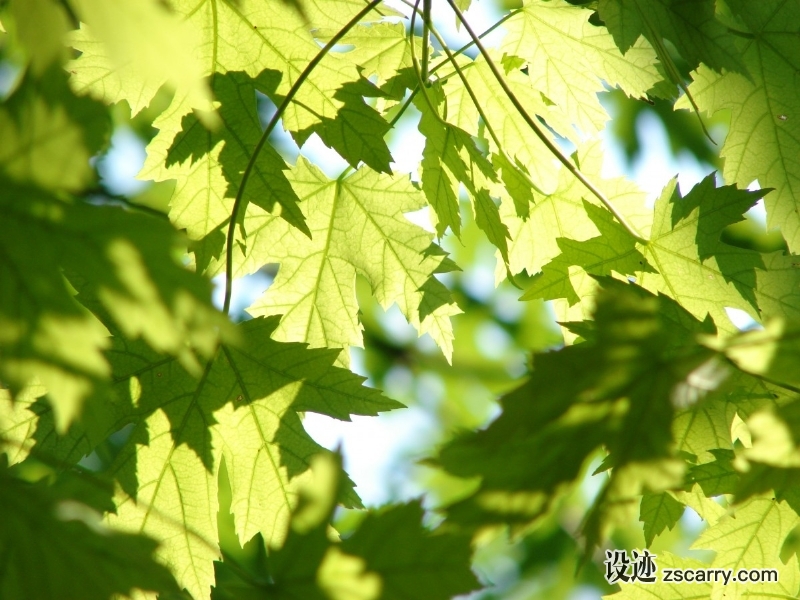 leaves_summer_green_maple_season_tree_leaf_sunlit-1107291.jpg 方案配图,色彩意境,绿色,