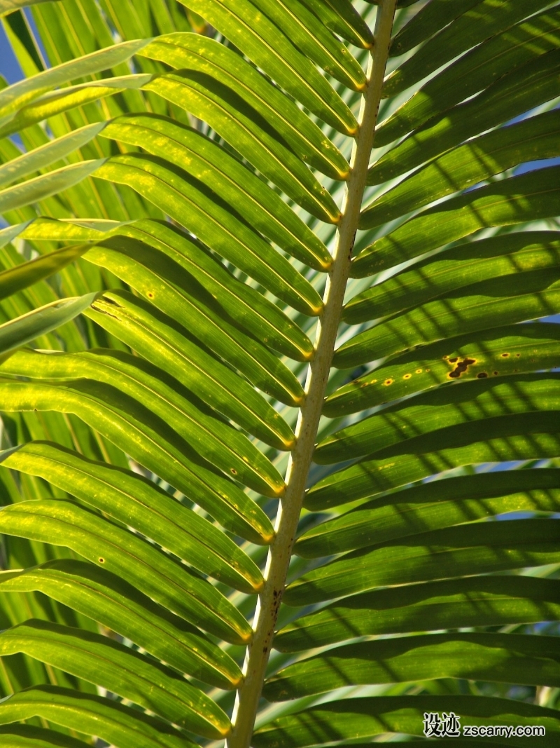 palm_frond_leaf_exotic_palm_tree_palm_fronds_tropical_palm_leaf-842537.jpg 方案配图,色彩意境,绿色,