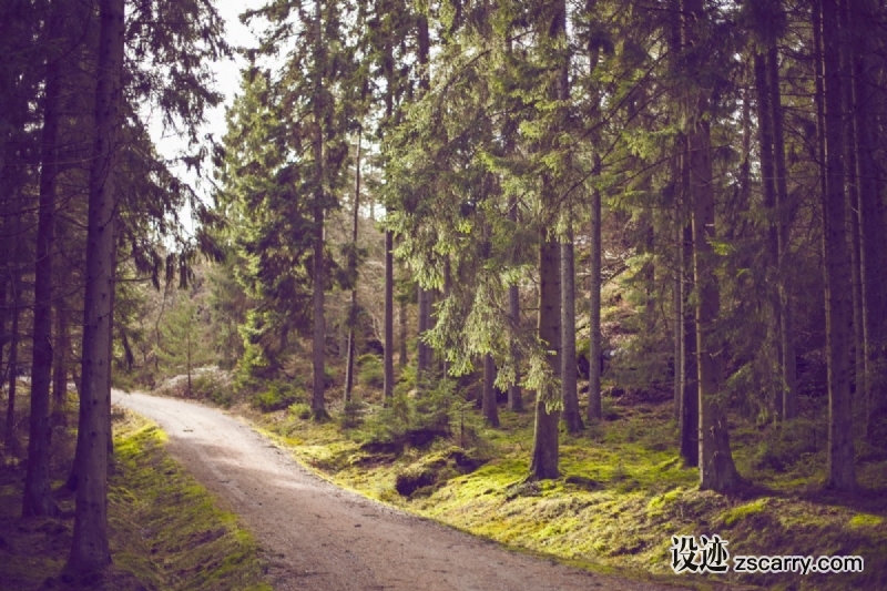 path_forest_tree_nature_road-380.jpg 方案配图,色彩意境,绿色,