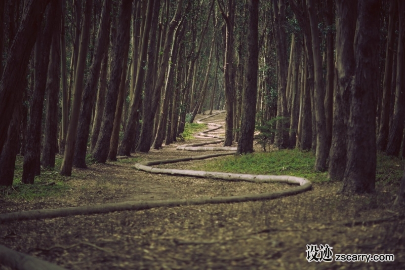 path_forest_wood_tree_trunk-132.jpg 方案配图,色彩意境,绿色,