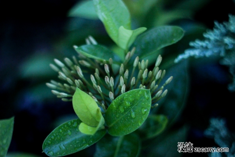 plant_drop_dew_flower_garden-99113.jpg 方案配图,色彩意境,绿色,