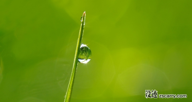 plant_nature_live-628851.jpg 方案配图,色彩意境,绿色,