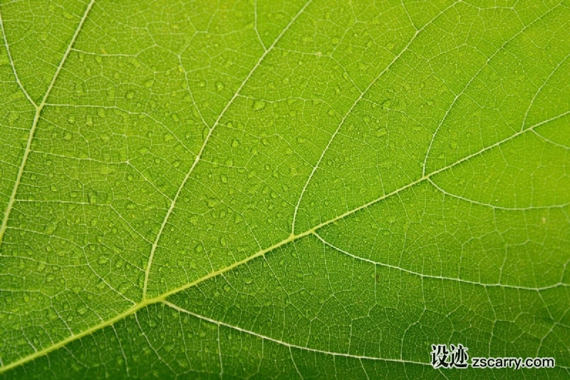 sheet_green_drops_closeup_macro_juicy-518304.jpg 方案配图,色彩意境,绿色,