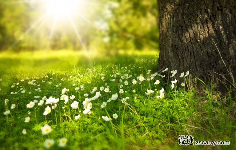 spring_tree_flowers_meadow_wood_forest_sun_summer-985038.jpg 方案配图,色彩意境,绿色,