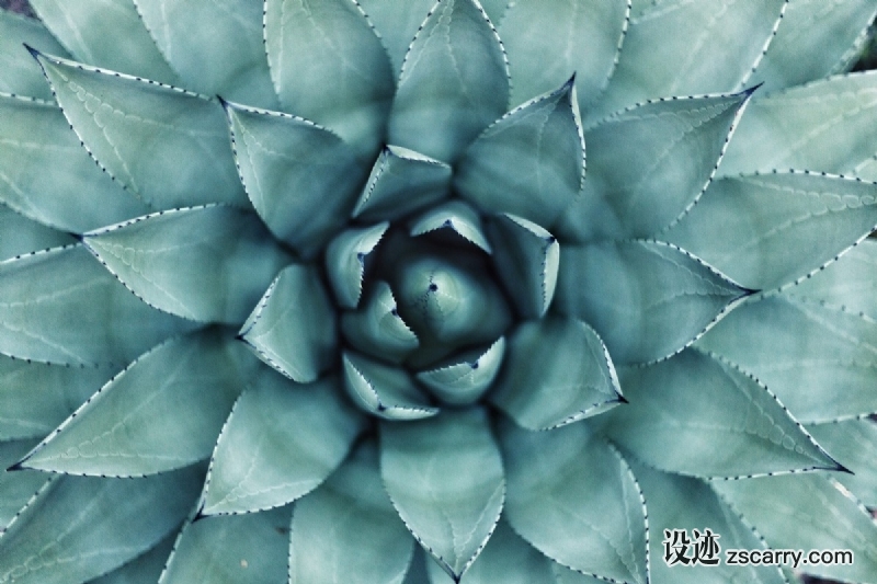 succulent_flower_leafe_plant_cactu-504484.jpg 方案配图,色彩意境,绿色,