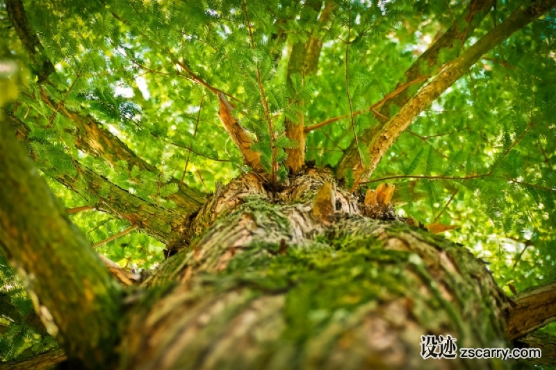 tree_aesthetic_branches_forest_log_crown_bark_nature-1217963.jpg 方案配图,色彩意境,绿色,