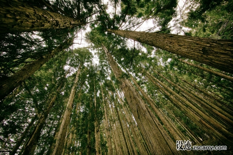 tree_forest_canopy_nature-394.jpg 方案配图,色彩意境,绿色,