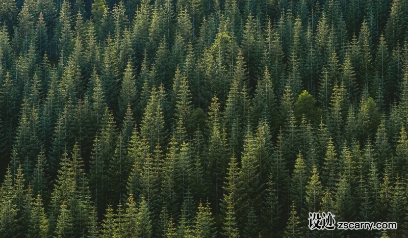 tree_forest_wood_pine_tree_pine-153393.jpg 方案配图,色彩意境,绿色,
