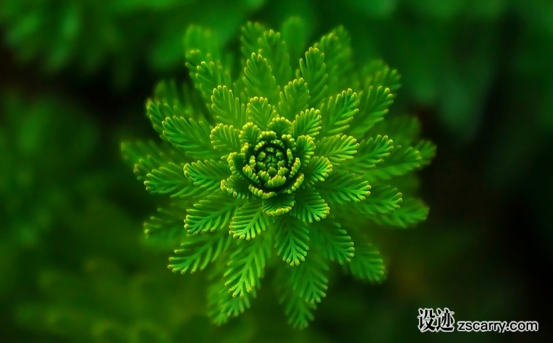 water_plant_green_fine_layers_abstract-713968.jpg 方案配图,色彩意境,绿色,