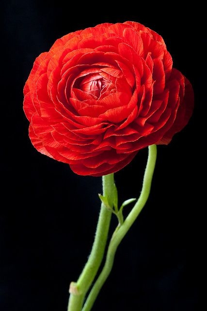 3c2d1f67707195798a133c968a4acbf0.jpg 方案配图,色彩意境,红色,