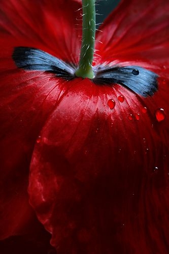 9cb3d22456b6bf3a8c221cbe7d417bfe.jpg 方案配图,色彩意境,红色,