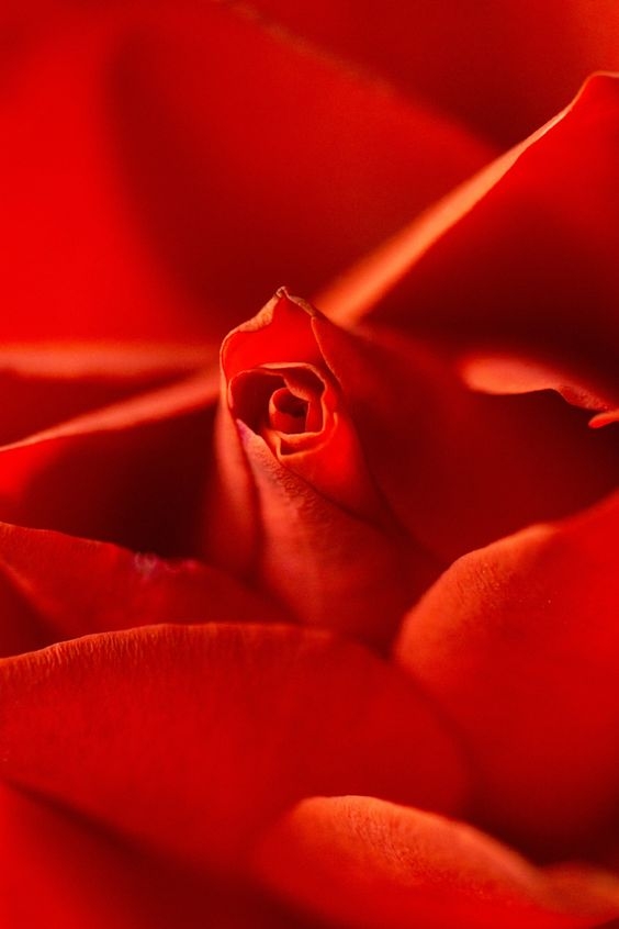 1242ce680fbfd32ac6fc8f5954218582.jpg 方案配图,色彩意境,红色,