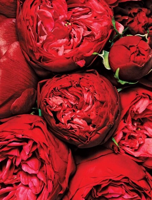 7775b6077e6af7111f9fc8e9c752d90d.jpg 方案配图,色彩意境,红色,