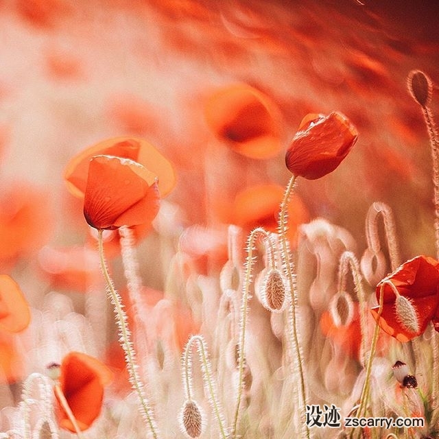 13285518_830235450414146_1016521726_n.jpg 方案配图,色彩意境,红色,