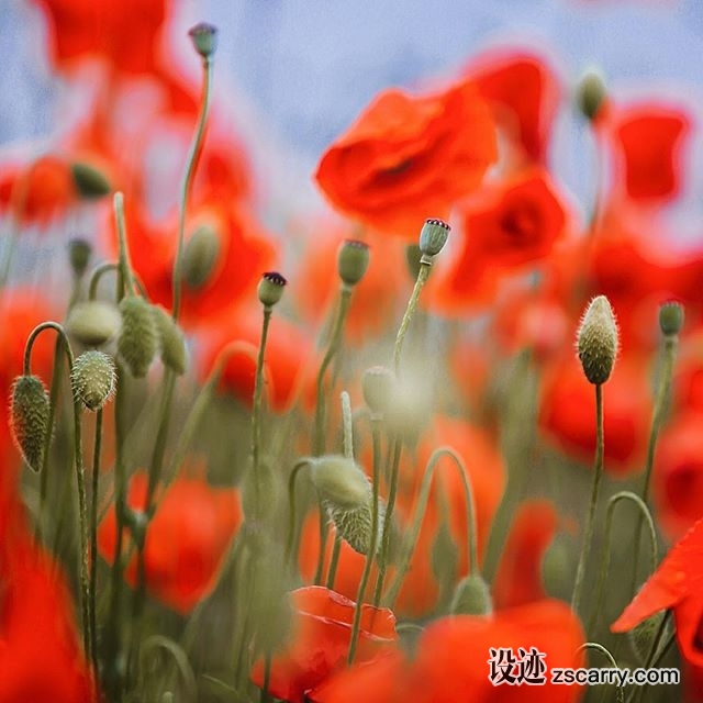 13298282_855210564606960_1408940337_n.jpg 方案配图,色彩意境,红色,